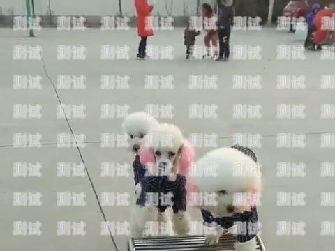 杭州呼狗電話機器人，科技與人性的奇妙融合杭州呼叫機器人