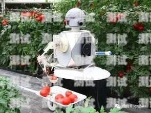 墨西哥數字電話機器人價格，了解市場行情與優勢墨西哥機器人電影